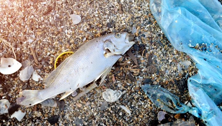 No need for plastic to be on the menu